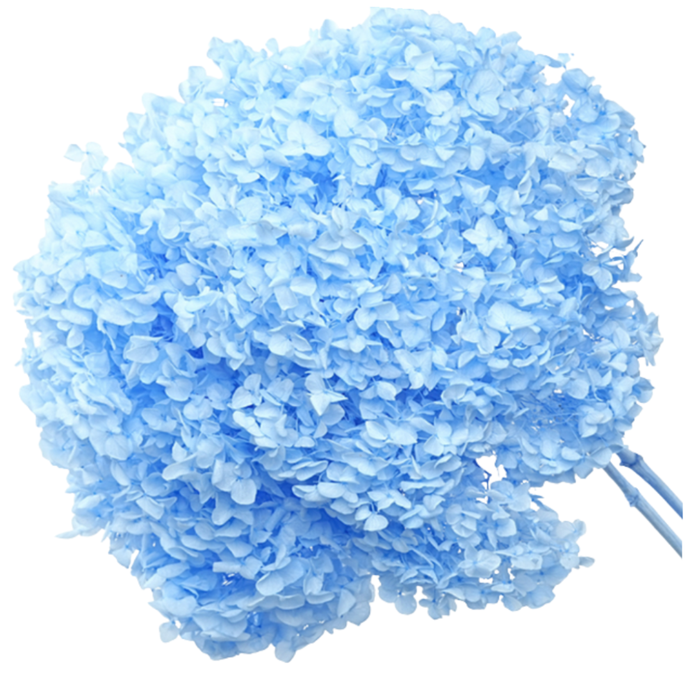 Blue Dried Hydrangea | Wholesale Flowers